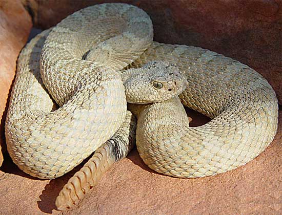 WESTERN RATTLESNAKE <br />  Crotalus oreganus - snake species | gveli | გველი