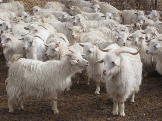 Changthangi Goat - goats Breeds | txis jishebi | თხის ჯიშები