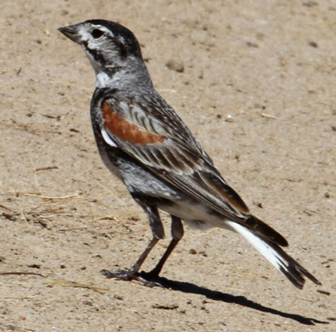 McCown's Longspur - Bird Species | Frinvelis jishebi | ფრინველის ჯიშები