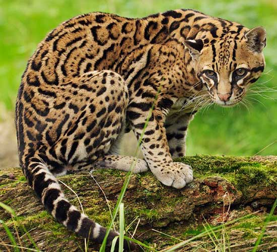 Ocelot - wild cats - lynx | ფოცხვერი | focxveri