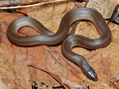 Virginia striatula - Rough Earth Snake - snake species | gveli | გველი