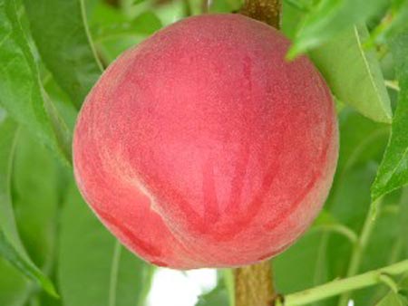 Klondike White - Peach Varieties