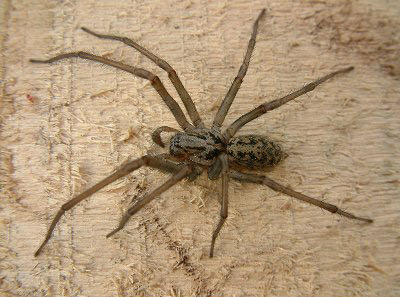 House Spider - Spider species | OBOBAS JISHEBI | ობობას ჯიშები