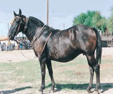 Andravida Horse - horse Breeds | ცხენის ჯიშები| cxenis jishebi