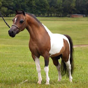 American Miniature Horse - horse Breeds | ცხენის ჯიშები| cxenis jishebi