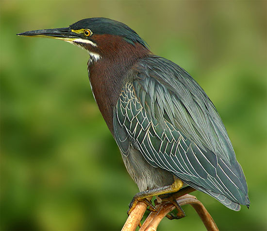 Green Heron - Bird Species | Frinvelis jishebi | ფრინველის ჯიშები