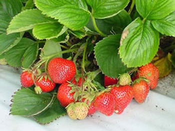 Judibell - Strawberry Varieties