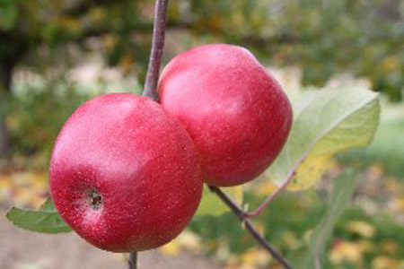 Northern Spy - Apple Varieties