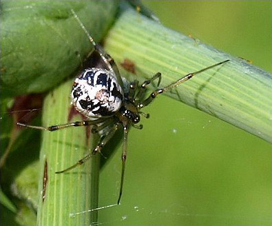 Mothercare Spider - Spider species | OBOBAS JISHEBI | ობობას ჯიშები