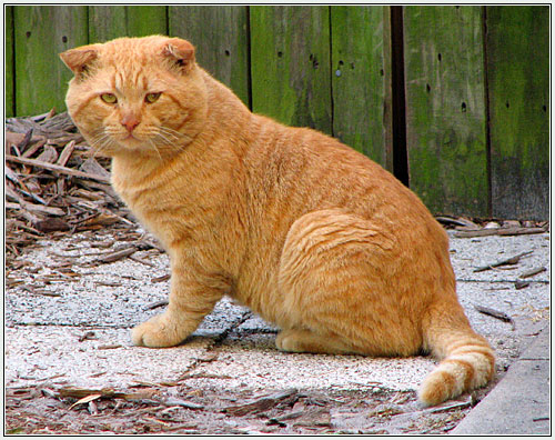 Scottish Fold - cat Breeds | კატის ჯიშები | katis jishebi