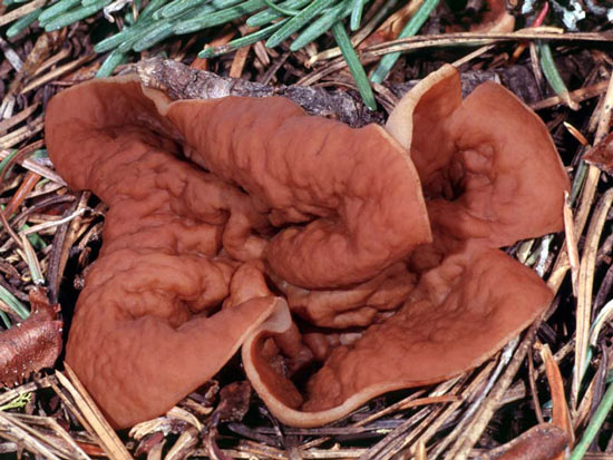 Discina perlata - Mushroom Species Images