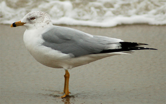 Ring-billed Gull  - Bird Species | Frinvelis jishebi | ფრინველის ჯიშები