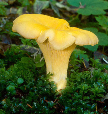 Cantharellus cibarius - Fungi species | sokos jishebi | სოკოს ჯიშები
