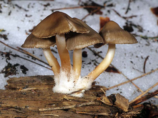 Mycena overholtsii - Fungi species | sokos jishebi | სოკოს ჯიშები
