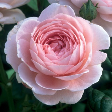 Queen of Sweden - Rose Varieties | VARDI | ვარდი                                                                                                                