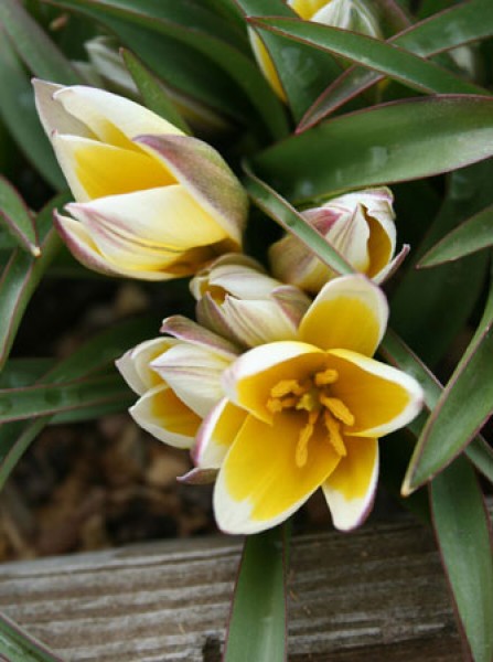 Tarda -                                                         Species Tulip| TITA | ტიტა                                                        