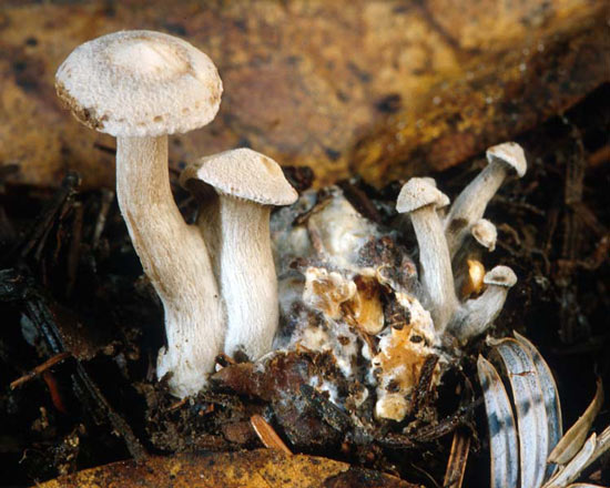 Clitocybe sclerotoidea - Mushroom Species Images