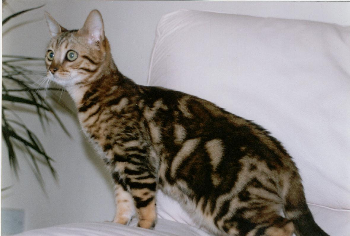 Bengal 3 - cat Breeds | კატის ჯიშები | katis jishebi