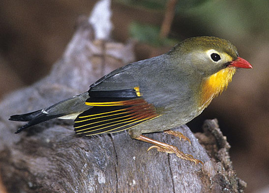 Red-billed Leiothrix - Bird Species | Frinvelis jishebi | ფრინველის ჯიშები
