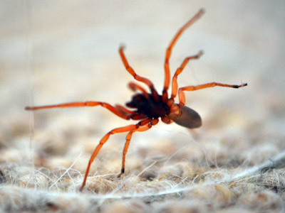 Woodlouse Spider - Spider species | OBOBAS JISHEBI | ობობას ჯიშები