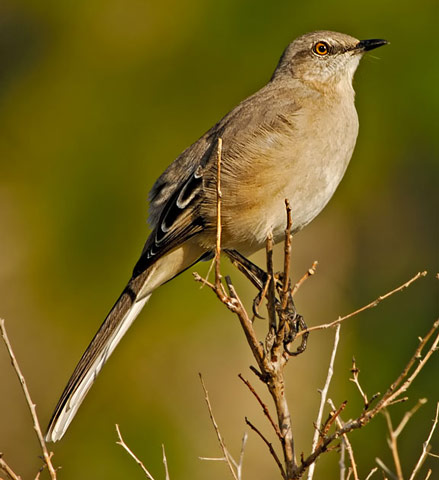 Northern Mockingbird - Bird Species | Frinvelis jishebi | ფრინველის ჯიშები