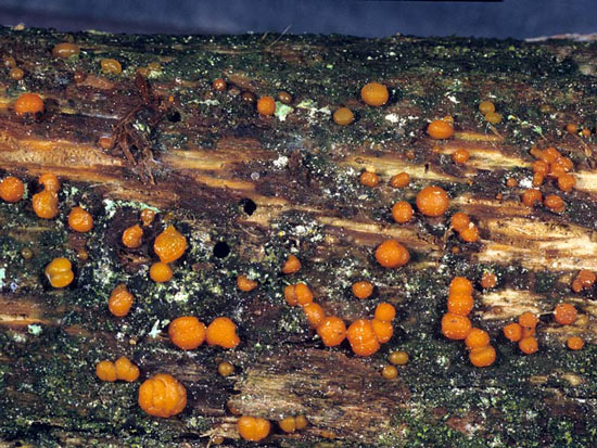 Dacrymyces stillatus - Mushroom Species Images