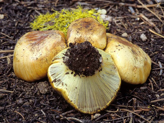 Cortinarius verrucisporus - Mushroom Species Images