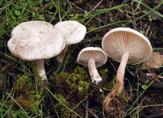 Clitocybe dealbata - Fungi species | sokos jishebi | სოკოს ჯიშები