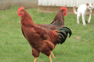 New Hampshire Red - chicken Breeds | ქათმის ჯიშები | qatmis jishebi