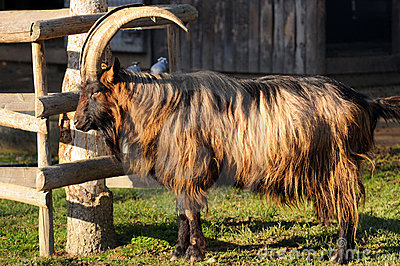 Booted Goat - goats Breeds | txis jishebi | თხის ჯიშები