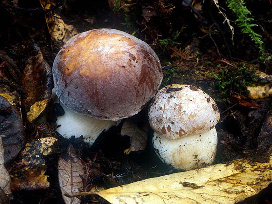 Boletus regineus - Mushroom Species Images