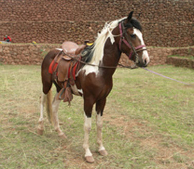 Andean Horse - cat Breeds | კატის ჯიშები | katis jishebi
