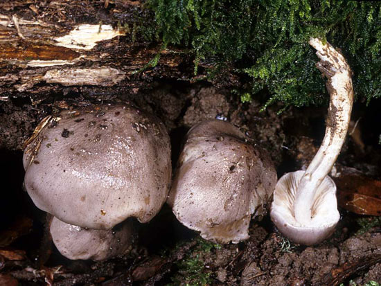 Tricholoma griseoviolaceum - Fungi species | sokos jishebi | სოკოს ჯიშები
