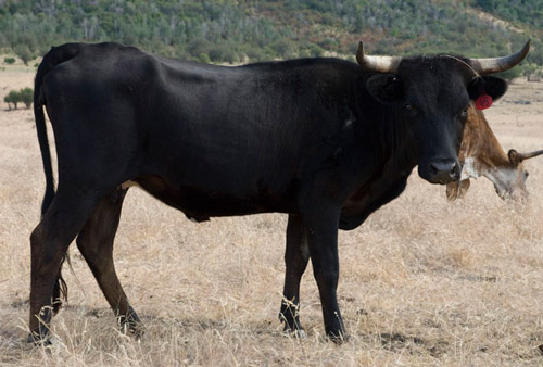 Corriente - COW BREEDS | DZROXIS JISHEBI | ძროხის ჯიშები