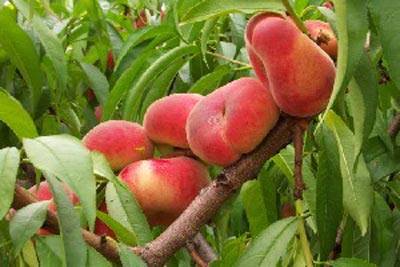 Saturn - Peach Varieties