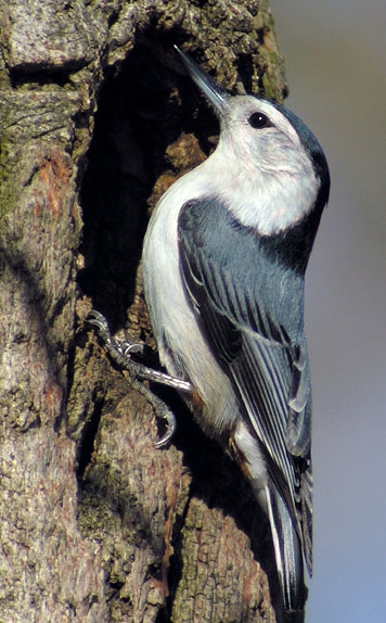 Pygmy Nuthatch - Bird Species | Frinvelis jishebi | ფრინველის ჯიშები