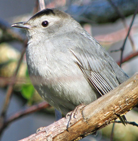 Gray Catbird - Bird Species | Frinvelis jishebi | ფრინველის ჯიშები
