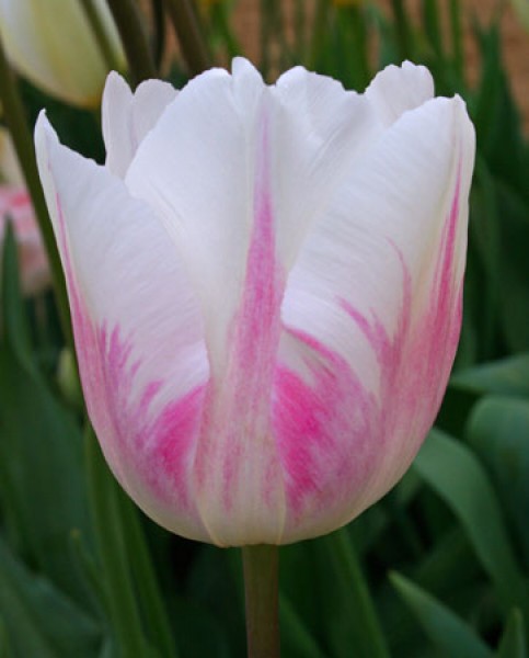 Sorbet -                                                         Species Tulip| TITA | ტიტა                                                        