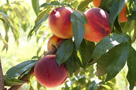 Sweet Breeze - Peach Varieties