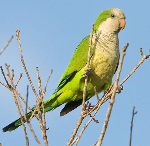 Monk Parakeet - Bird Species | Frinvelis jishebi | ფრინველის ჯიშები