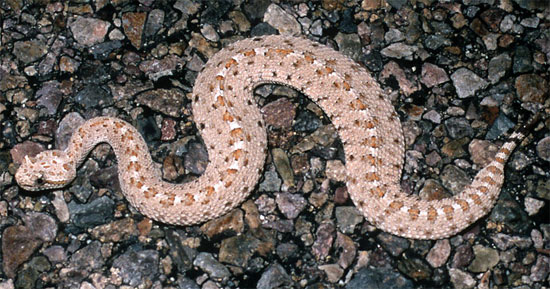 Crotalus cerastes laterorepens - Colorado Desert Sidewinder - snake species | gveli | გველი