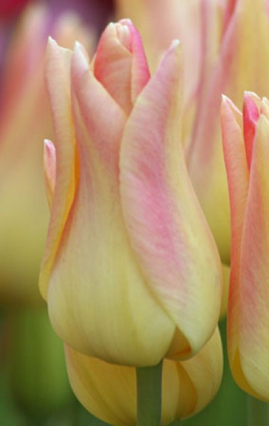 Elegant Lady -                                                         Species Tulip| TITA | ტიტა                                                        