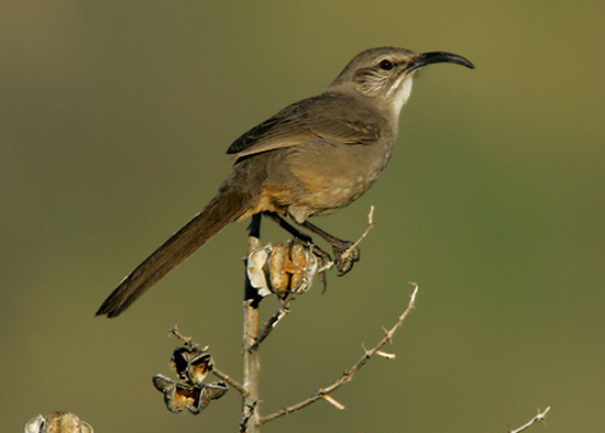 California Thrasher - Bird Species | Frinvelis jishebi | ფრინველის ჯიშები