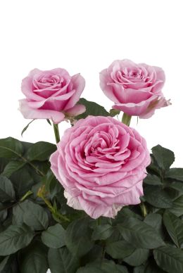 Pink Scentsation - Rose Varieties | VARDI | ვარდი                                                                                                                