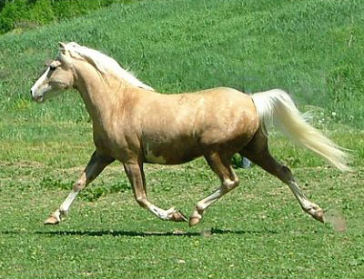 american horse breeds