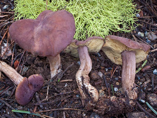 Calocybe onychina - Mushroom Species Images
