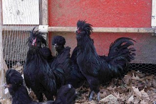 Crevecoeur 2 - chicken Breeds | ქათმის ჯიშები | qatmis jishebi