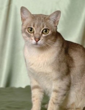 Australian Mist image 1 - cat Breeds | კატის ჯიშები | katis jishebi