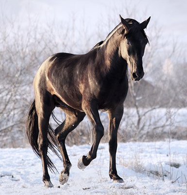 Anglo-Karachai Horse - horse Breeds | ცხენის ჯიშები| cxenis jishebi
