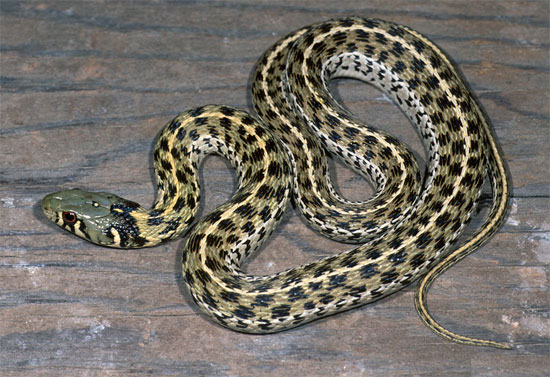 Thamnophis marcianus marcianus - Marcy's Checkered Gartersnake - snake species | gveli | გველი
